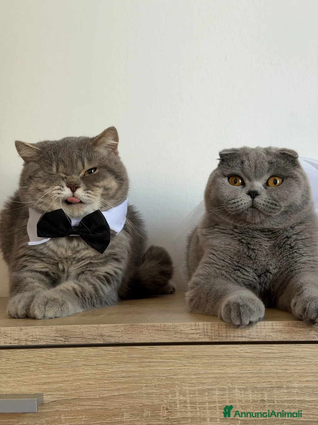 Scottish gatti in vendita: Gatti Scottish fold e straight - Annuncio 2