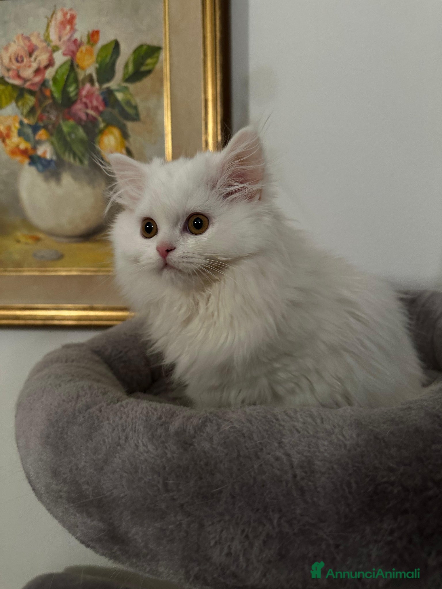 Scottish gatti Gattini Scottish longhair  - Annuncio 1