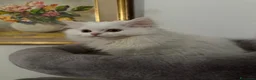 Scottish gatti in vendita: Gattini Scottish longhair  - Annuncio 8