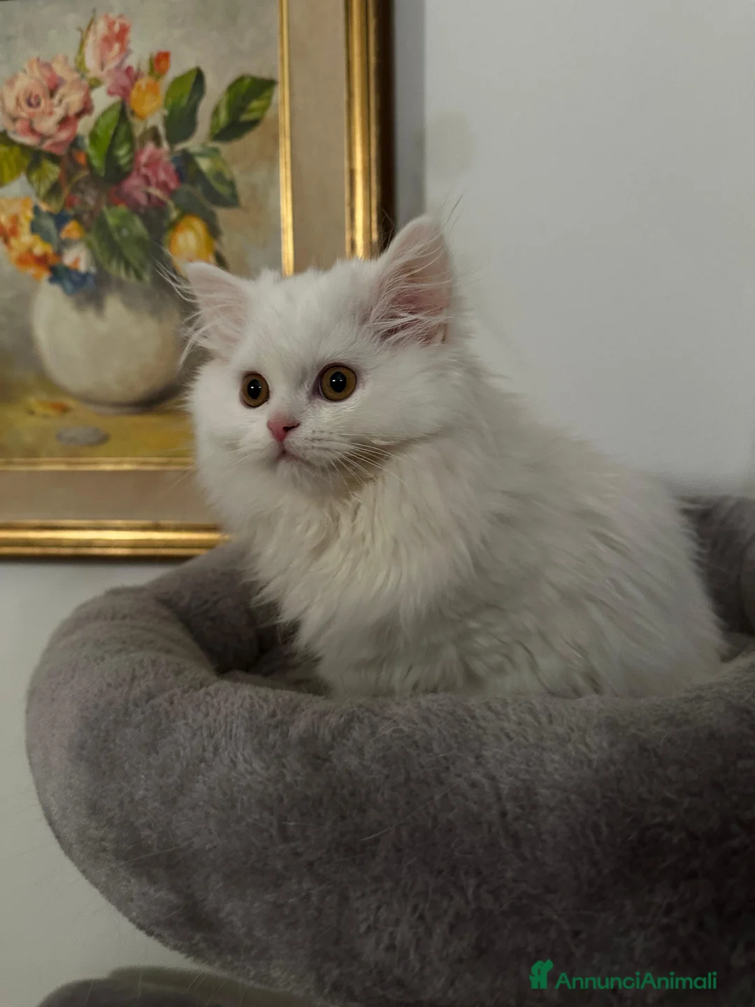 Scottish gatti in vendita: Gattini Scottish longhair  - Annuncio 8
