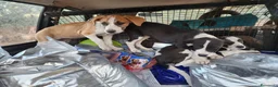 Meticcio cani in regalo: 3femmine sui 3mesi tg media COSENZA URGENTEEEE - Annuncio 7