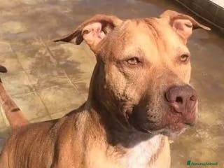 Pitbull cani Pitbull femmina dal nord tornata in canile a NAPOL a Città metropolitana di Milano - Annuncio 4