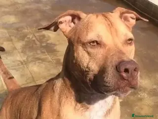 Pitbull cani Pitbull femmina dal nord tornata in canile a NAPOL a Città metropolitana di Milano - Annuncio 10