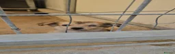 Meticcio cani in regalo: Mughetto, Ciclamino e Tiglio: maschietti 3 mesi - Annuncio 13