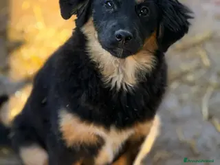 Meticcio cani DIVA, cucciola pelosona super dolce! Tg MEDIA - Annuncio 19