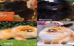 Volpino Pomerania cani in vendita: Disponibili meravigliosi cuccioli di Pomerania  a Provincia di Varese - Immagine 4