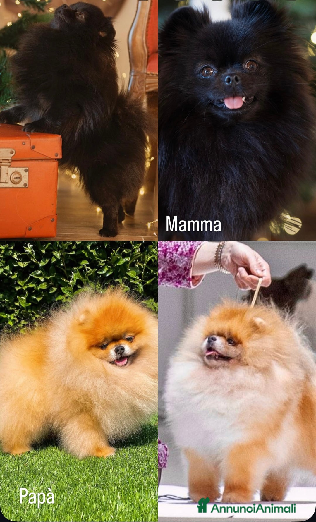 Volpino Pomerania cani in vendita: Disponibili meravigliosi cuccioli di Pomerania  a Provincia di Varese - Immagine 4