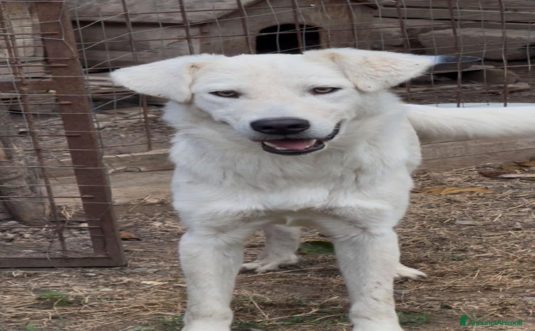 Meticcio cani - Annuncio 17