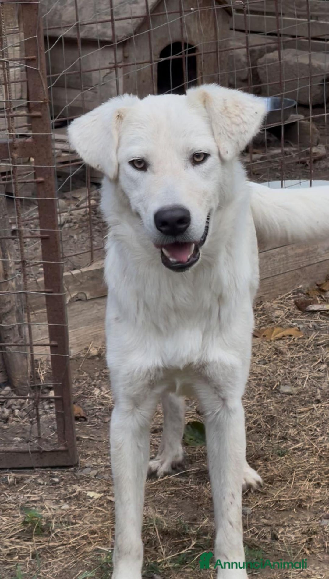 Meticcio cani in regalo:    Guè  - Annuncio 1