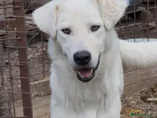 Meticcio cani Guè - Annuncio 17