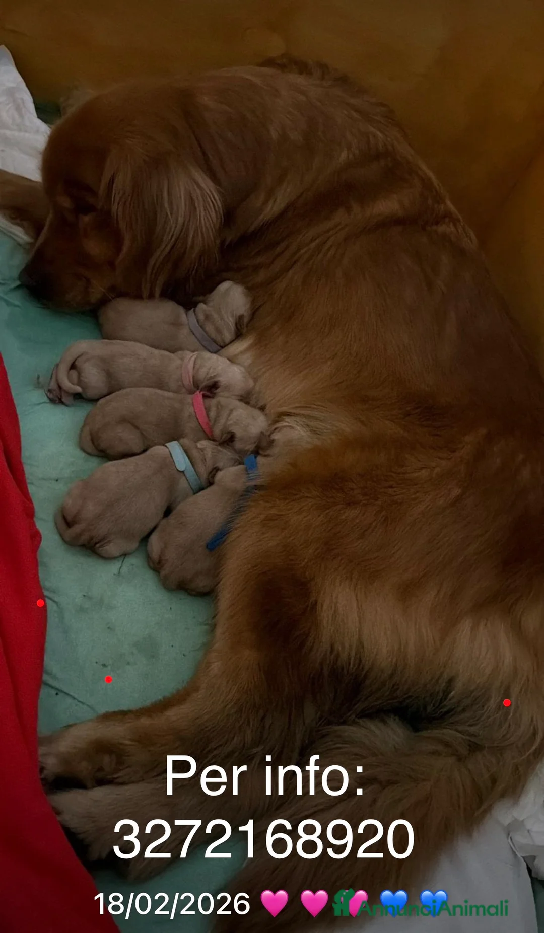 Golden Retriever cani in vendita: Cuccioli di Golden Retriever Americano a Provincia di Siena - Annuncio 2