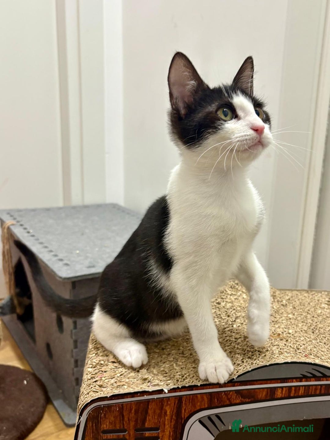 Europeo gatti in regalo: Mya e Mimì, nessuno le vuole - Annuncio 8