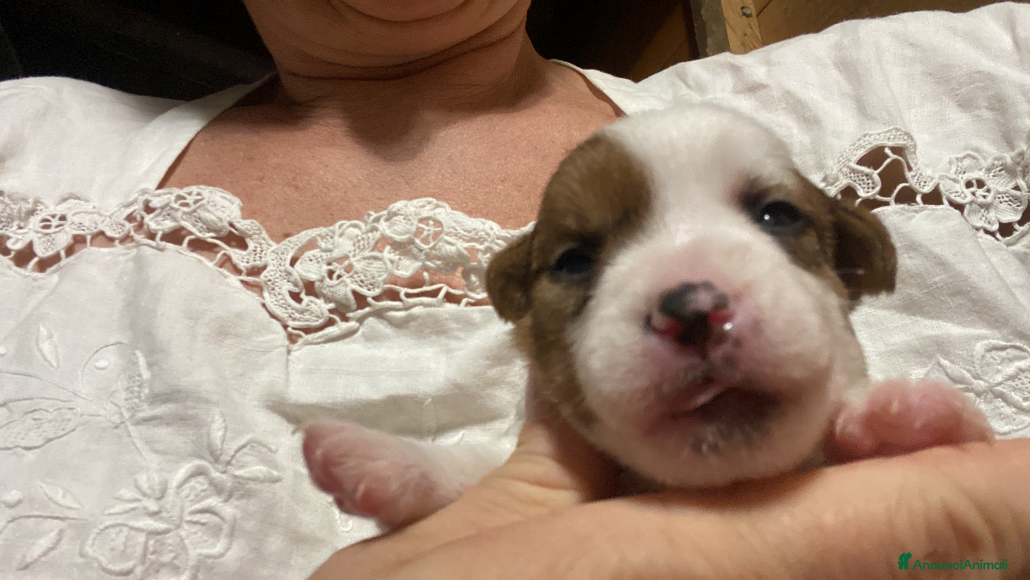 Jack Russell cani Jack Russell terrier PELO CORTO e BROKEN - Annuncio 14