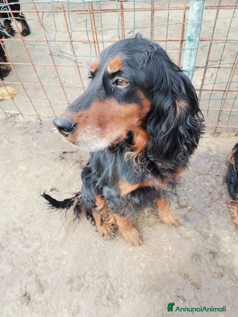 Setter Gordon cani AVATAR e ASUKA in cerca di casa - Annuncio 2