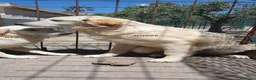 Pastore Abbruzzese Maremmano cani in regalo: Maremmano cuccioli e Mamma Perla - Annuncio 5