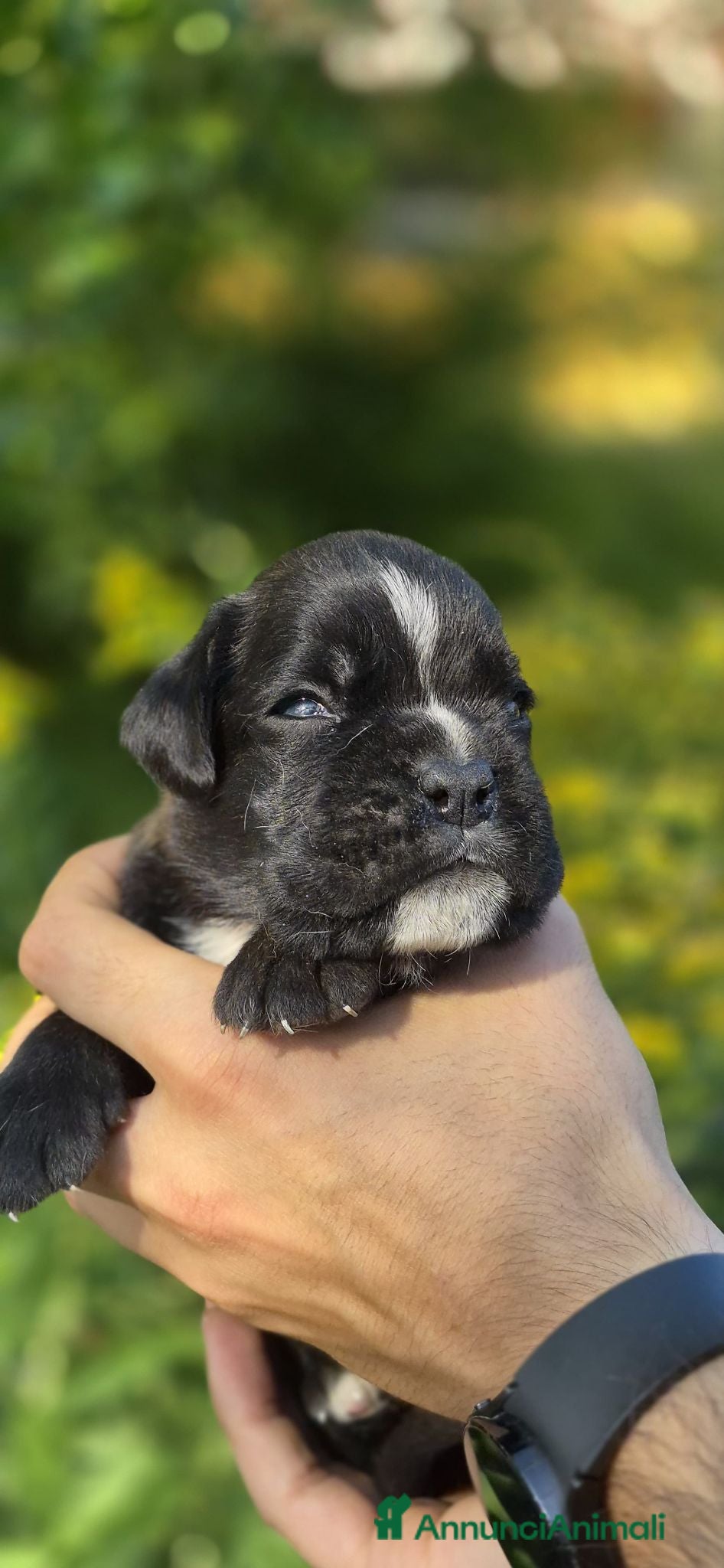 Boxer cani Boxer cuccioli - Annuncio 3
