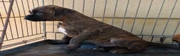 Boxer cani in vendita: boxer cucciolo - Annuncio 1