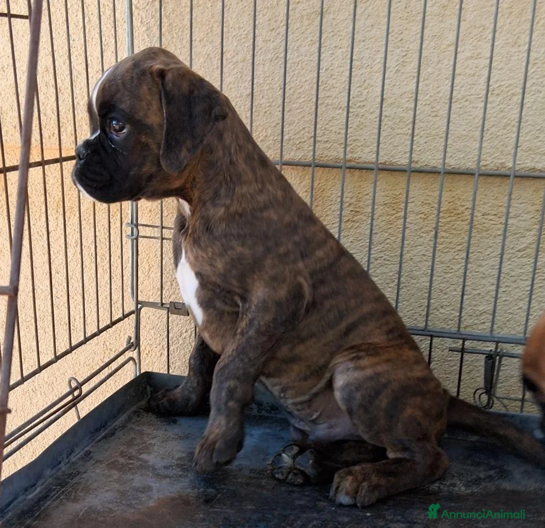 Boxer cani in vendita: boxer cucciolo - Annuncio 1