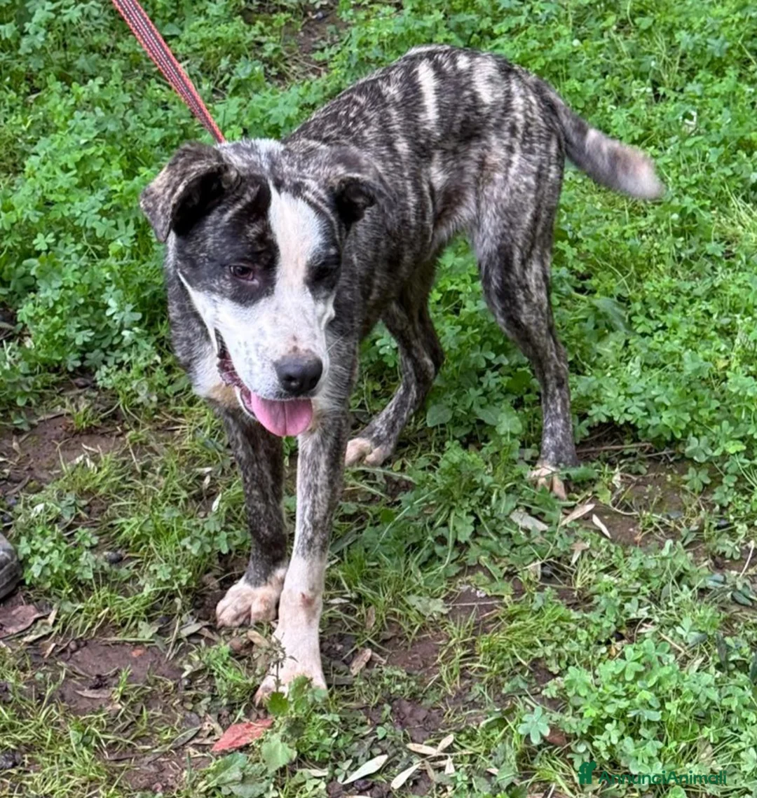 Meticcio cani in regalo: OTIS ASPETTA UNA MAMMA  - Annuncio 5