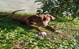 Bull Terrier cani in regalo: APACHE, cucciolo di American Pit Bull Terrier a Provincia di Latina - Immagine 4