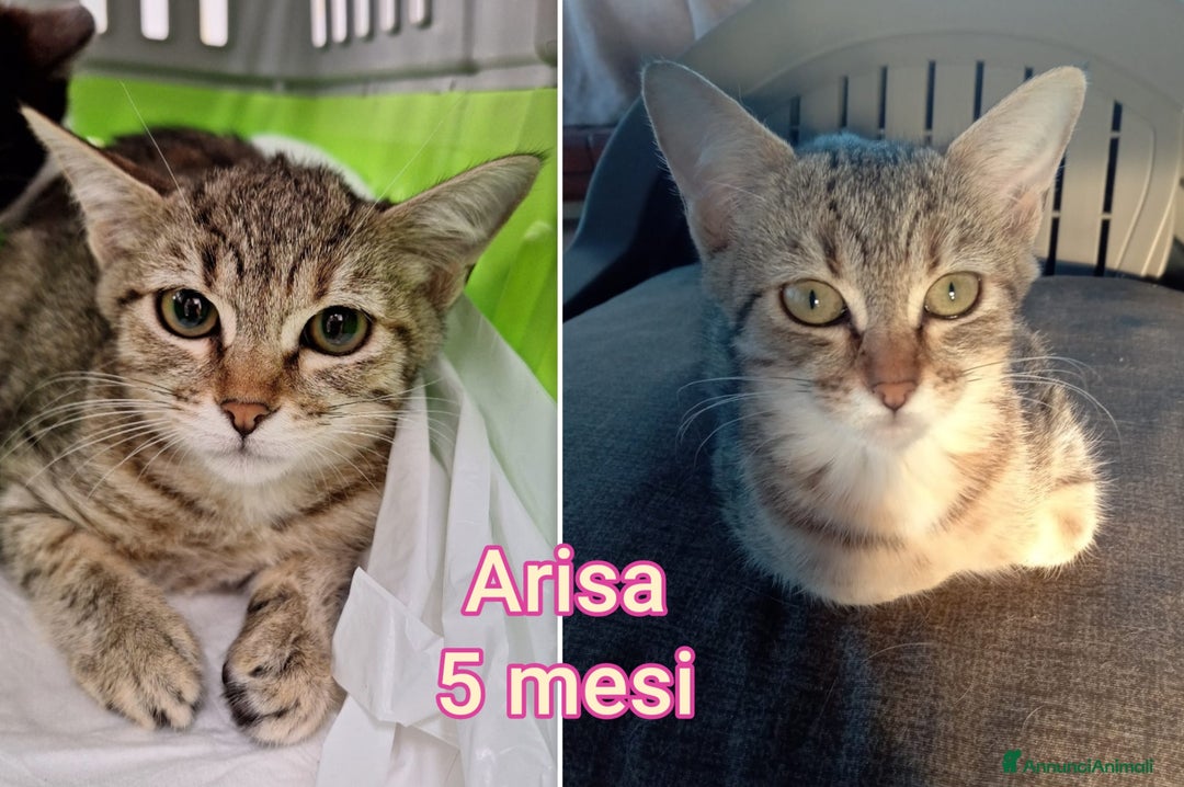 Europeo gatti in regalo: ADOZIONI URGENTI PER QUESTI GATTINI  - Annuncio 2