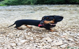 Bassotto cani in vendita: Adorabili cuccioli di bassotto  - Immagine 8