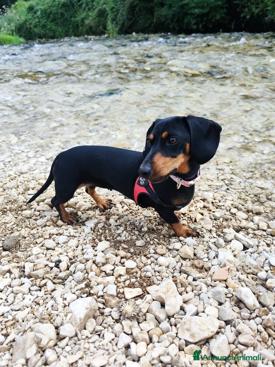 Bassotto cani in vendita: Adorabili cuccioli di bassotto  - Immagine 8