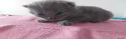 Certosino gatti in vendita: Cuccioli certosini - Annuncio 4