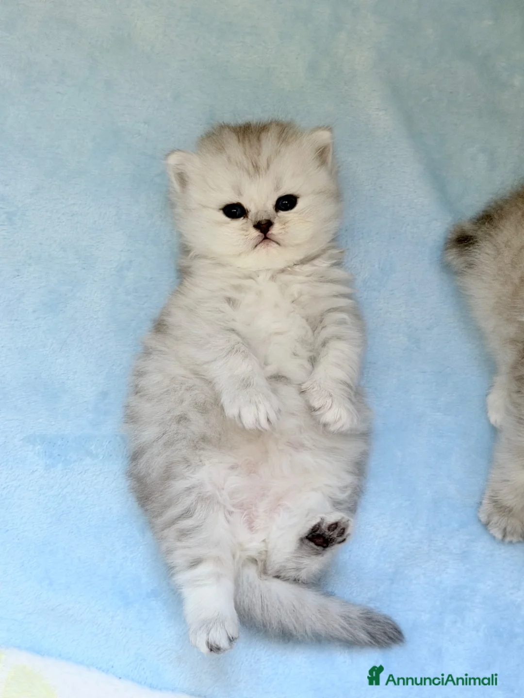 Persiano gatti in vendita: Persiani Chinchilla a Provincia di Ferrara - Annuncio 22
