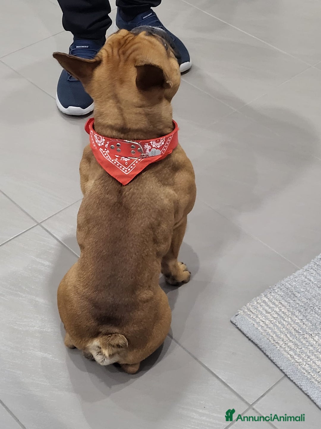 Bulldog Francese cani per accoppiamento: Nico in cerca di una fidanzatina  - Annuncio 6