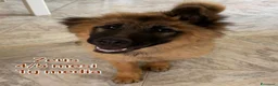 Meticcio cani in regalo: CUCCIOLI, URGENTE: TEMPO SCADUTO  a Provincia di Arezzo - Annuncio 9