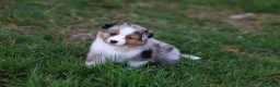 Australian Shepherd cani in vendita: Cuccioli di pastore australiano  - Annuncio 6