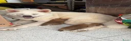 Akita Inu cani in vendita: Akita Inu - Cuccioli - Annuncio 5