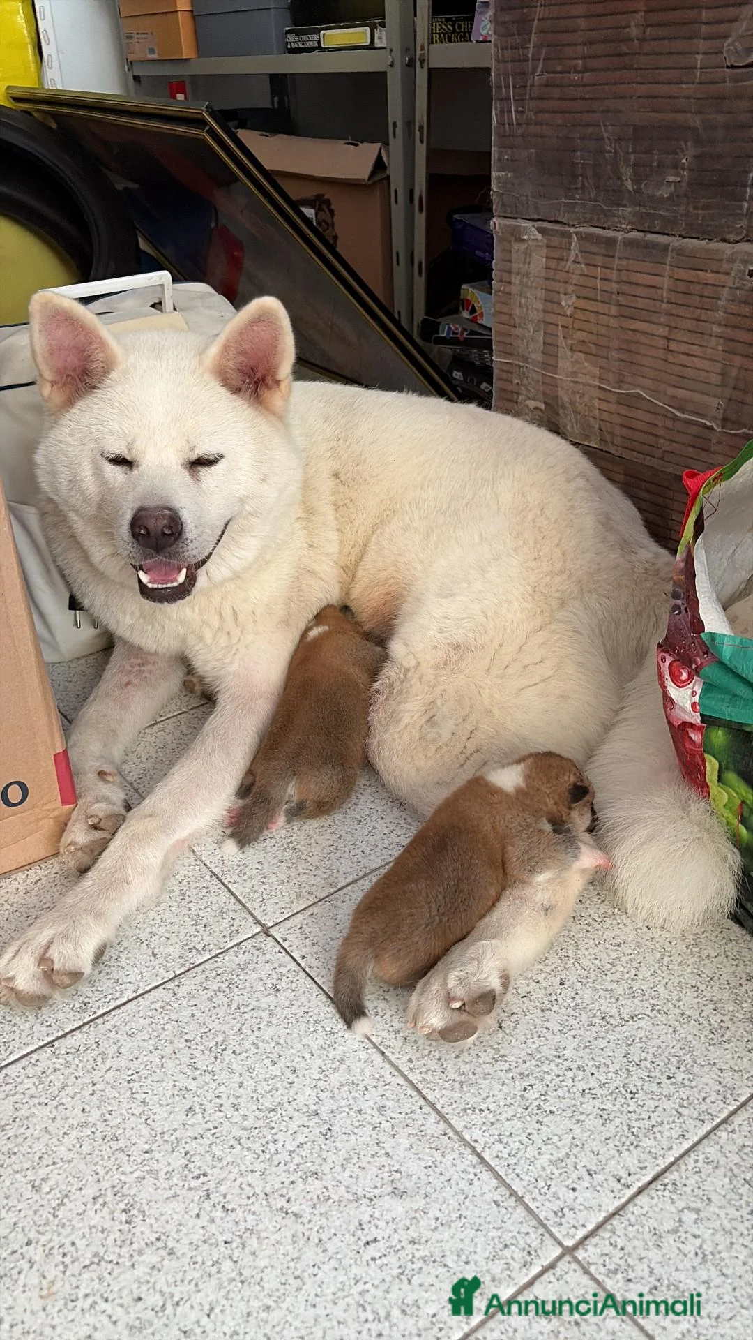 Akita Inu cani in vendita: Akita Inu - Cuccioli - Annuncio 5