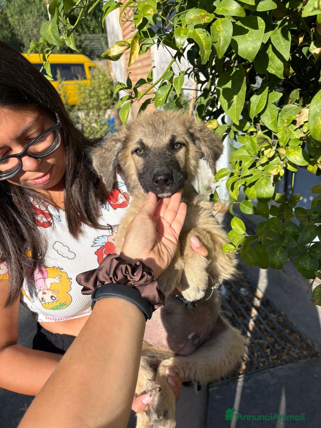 Pastore Tedesco cani in regalo: Ninjia cerca casa🩵 - Immagine 2