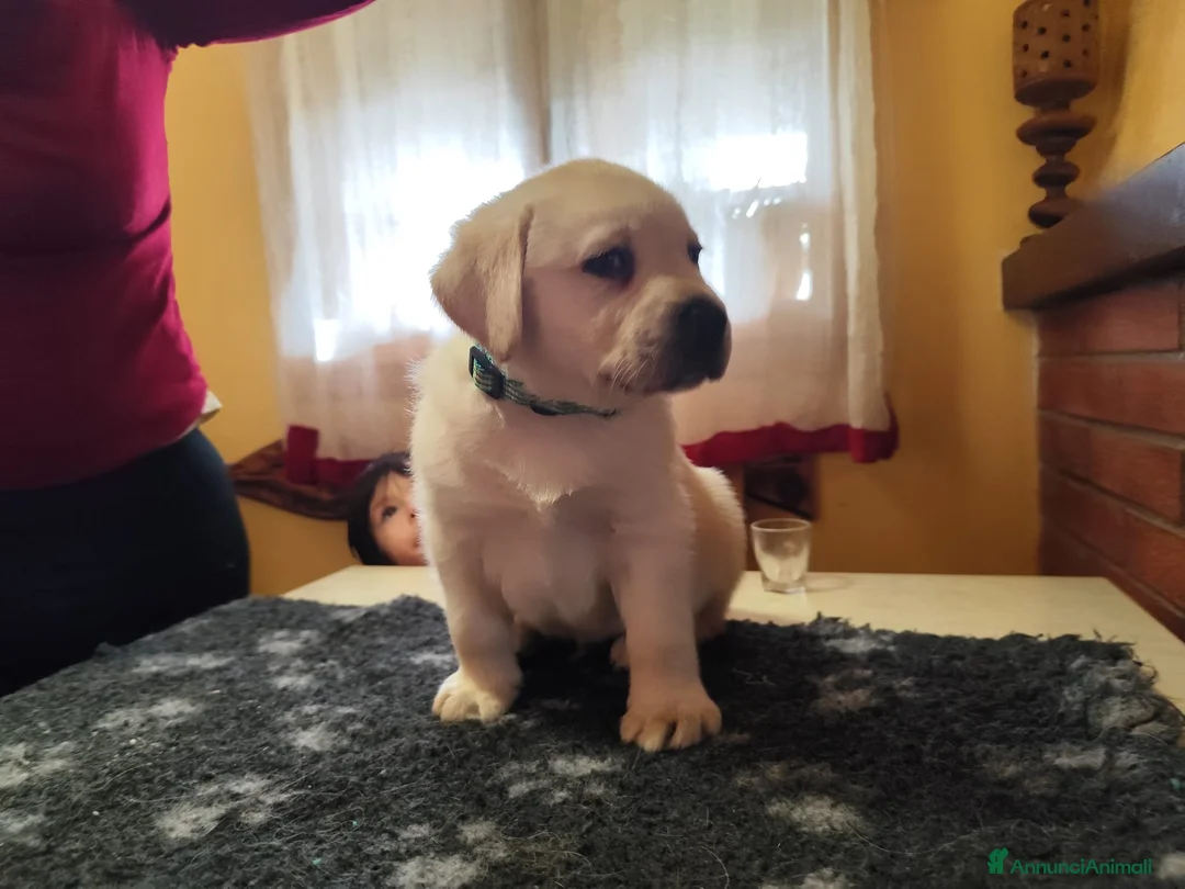 Labrador cani in vendita: Disponibile ultimo cucciolo di labrador - Annuncio 1