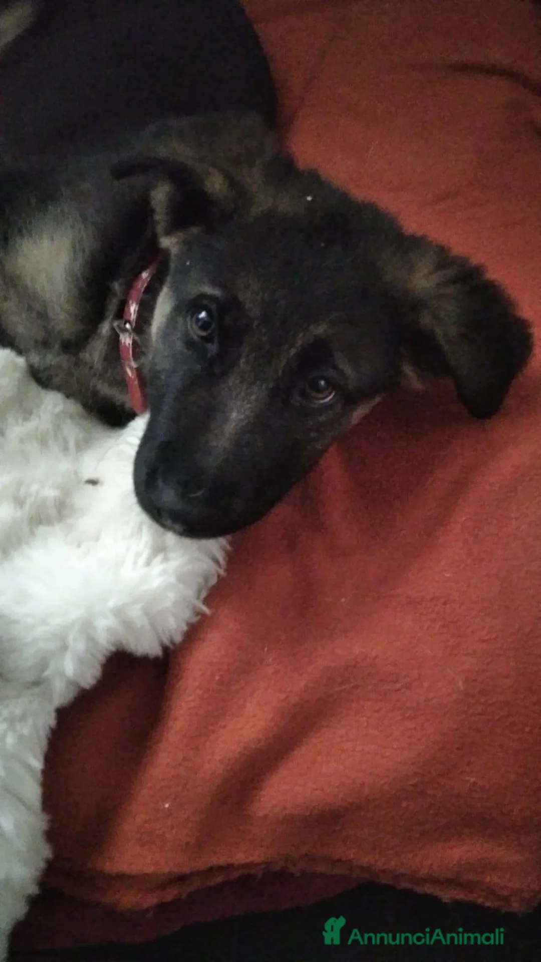 Meticcio cani in regalo: Gaia 3 mesi, bellissima - Annuncio 4