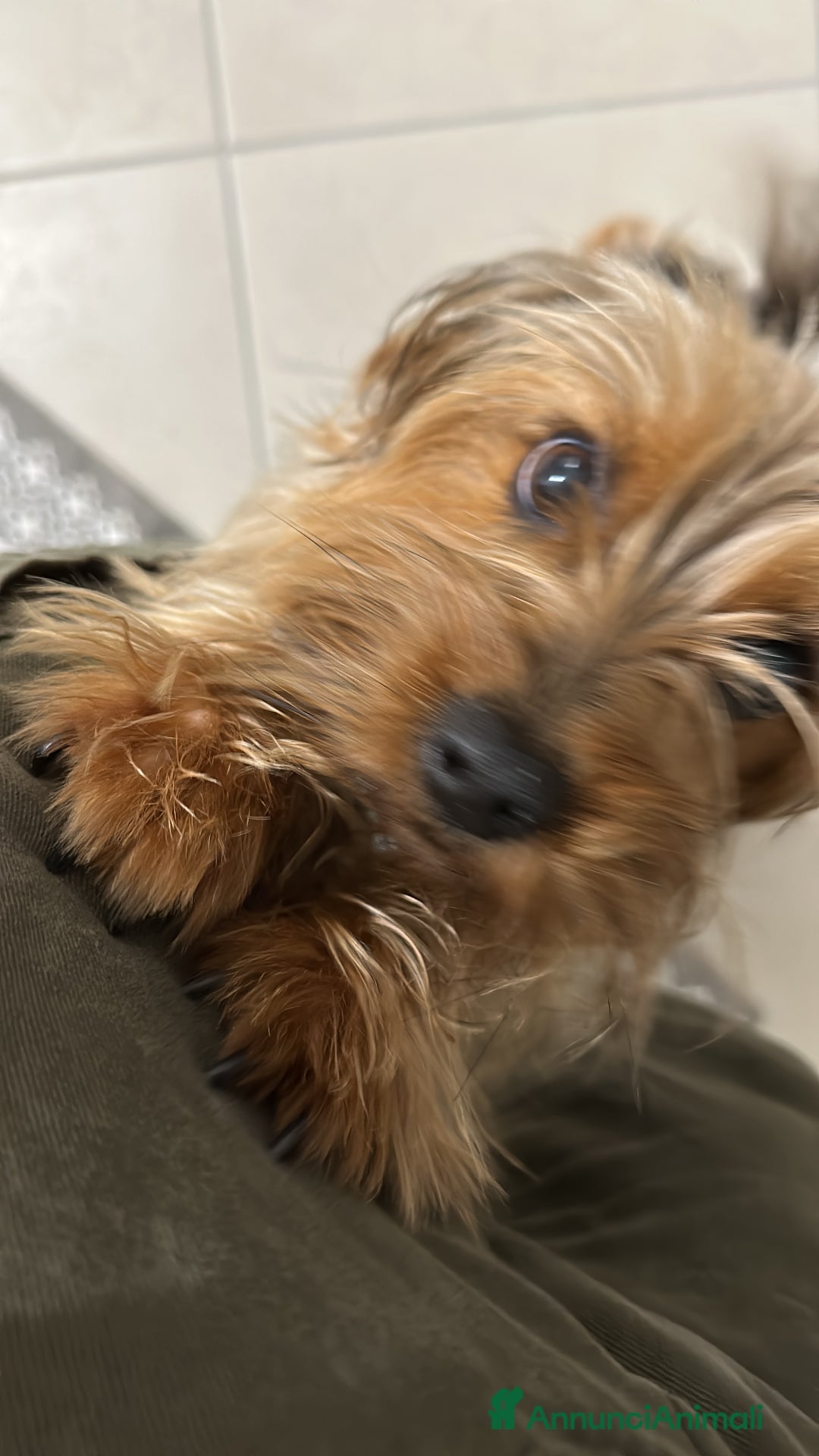 Yorkshire cani per accoppiamento: Yorkshire maschio per accoppiamento - Annuncio 4