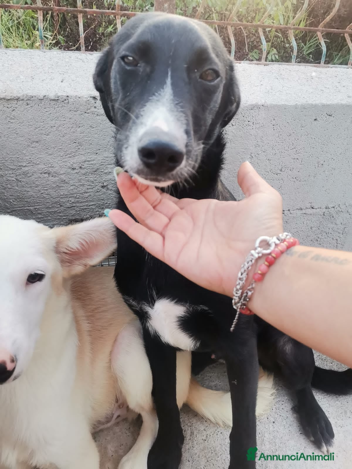 Altre razze cani RAYAN - Annuncio 6