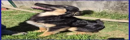 Meticcio cani in regalo: SEMOLINO CUCCIOLOTTO 6 MESI MIX BORDER - Annuncio 11