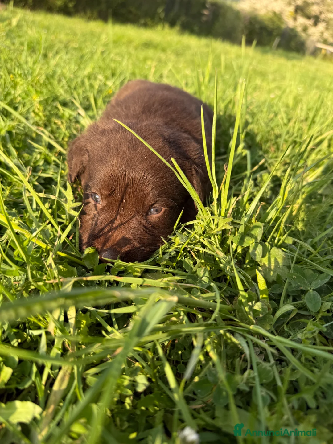 Labrador cani in vendita: Cuccioli Labrador Retriver  - Annuncio 16