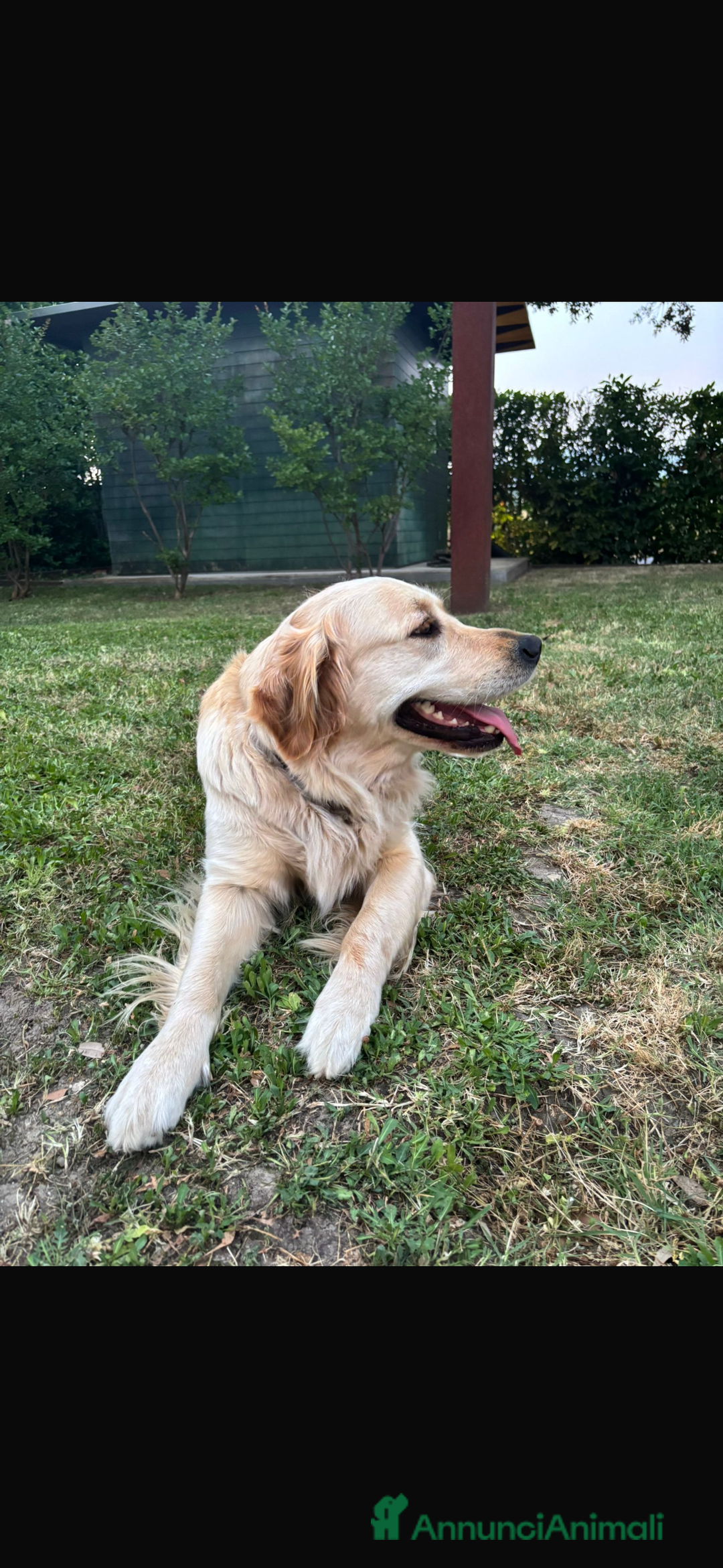 Golden Retriever cani in vendita: 🐾 CUCCIOLI DI GOLDEN RETRIEVER - Annuncio 7
