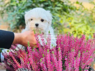 Maltese cani Cuccioli Maltesi con Pedigree ENCI - Annuncio 10