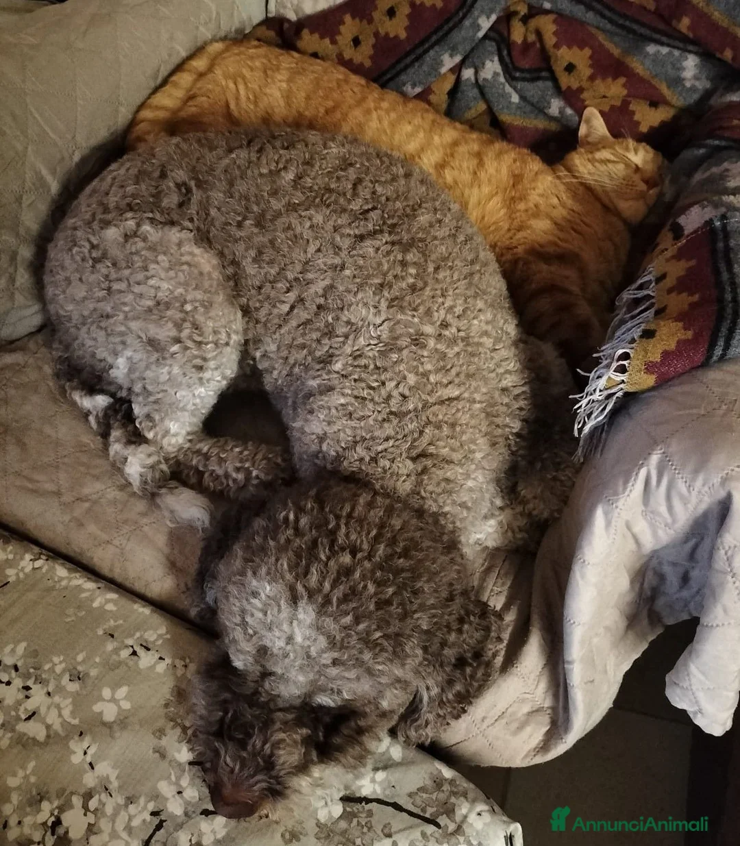 Lagotto cani in vendita: LAGOTTO ROMAGNOLO PEDIGREE [FUTURA CUCCIOLATA] - Annuncio 2