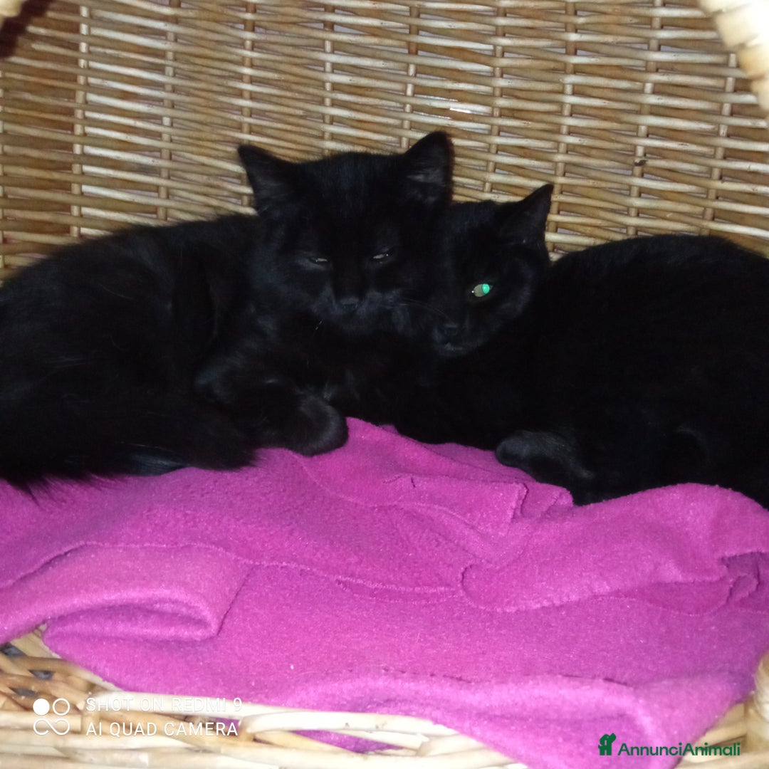 Altre razze gatti in regalo: Due fratellini di tre mesi e mezzo - Annuncio 1