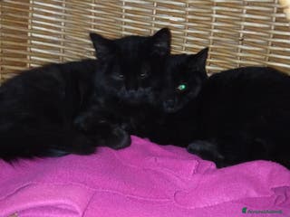 Altre razze gatti Due fratellini di tre mesi e mezzo - Annuncio 7