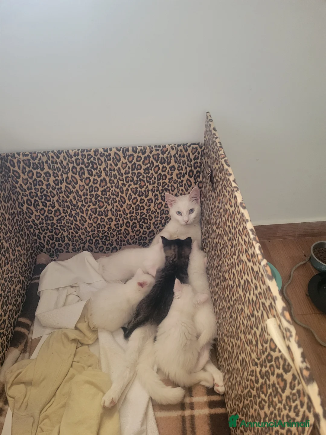 Maine Coon gatti in vendita: Maine coon  a Città metropolitana di Roma Capitale - Annuncio 2