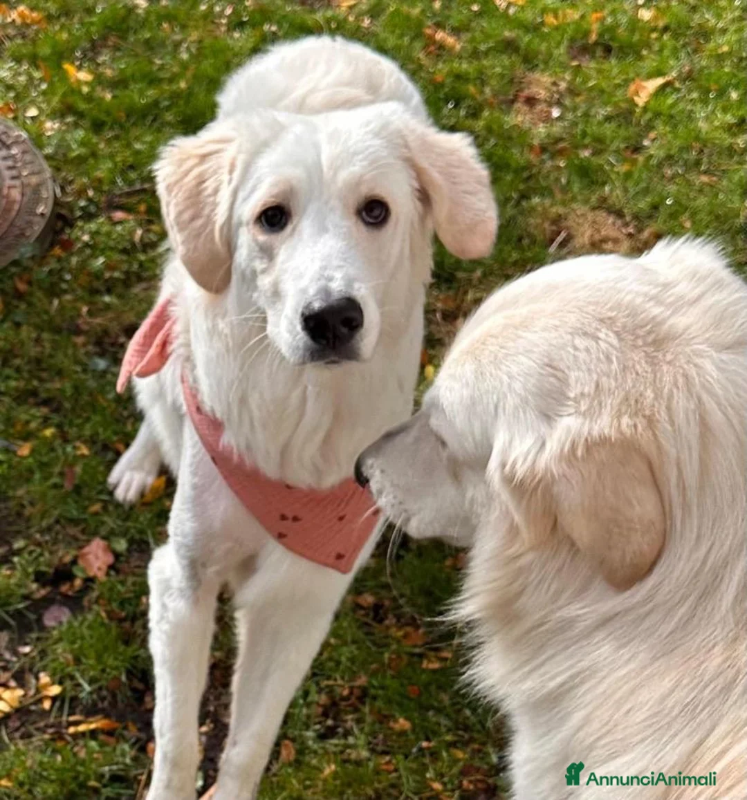 Meticcio cani in regalo: Paula: cucciolona socievole equilibrata  - Annuncio 3