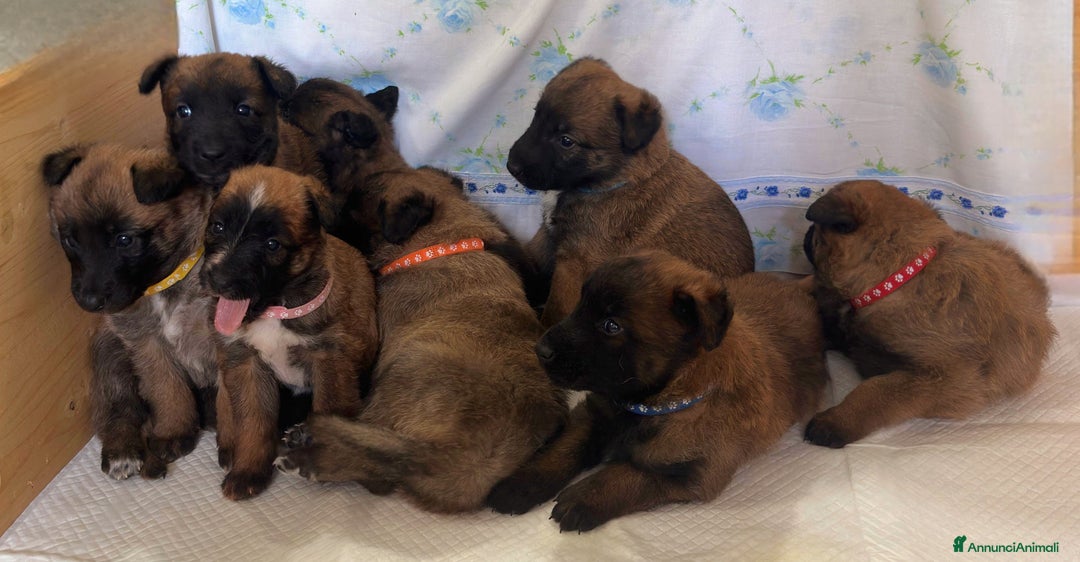 Pastore Belga cani in vendita: Cuccioli Pastore Belga Laekenois  a Città Metropolitana di Firenze - Immagine 3