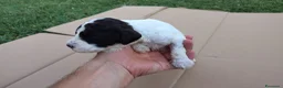 Lagotto cani in vendita: Lagotto Romagnolo con Pedigree - Annuncio 5